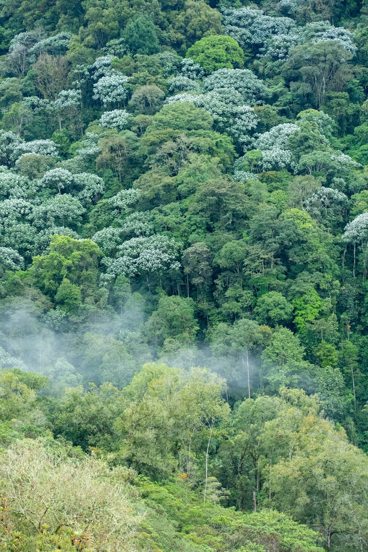 Palmas de cera y bosque de montaña en el Valle de Cocora
