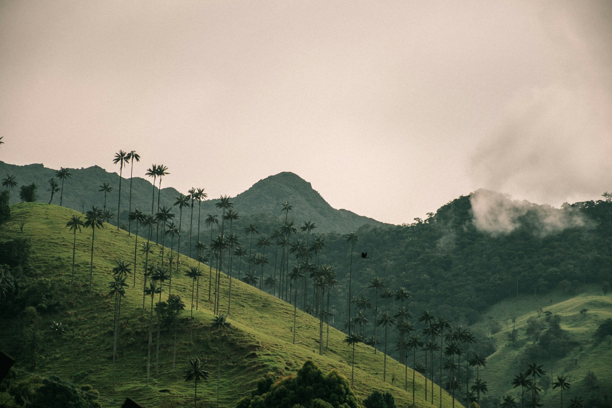 Palmas de cera entre las montañas verdes del Valle de Cocora, Colombia